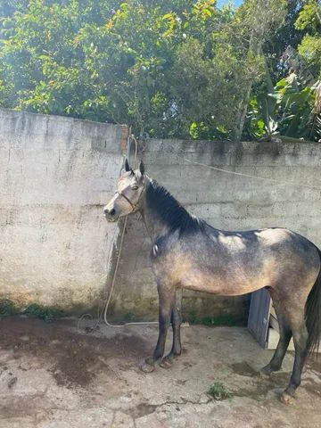 Cavalos de Salto  São Bernardo do Campo SP