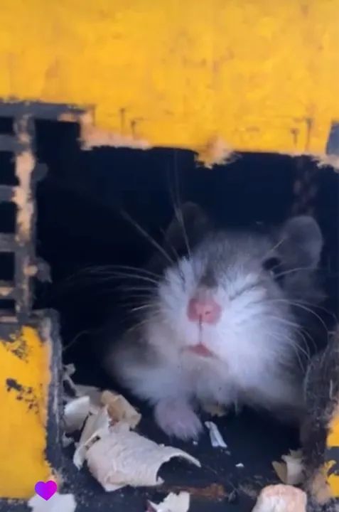 vendo hamster anão russo com terrário e tudo 