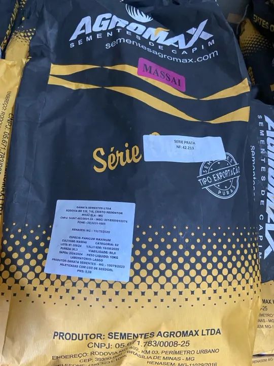 Capim massai 