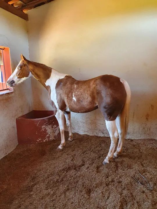 Paint Horse  - Foto 3