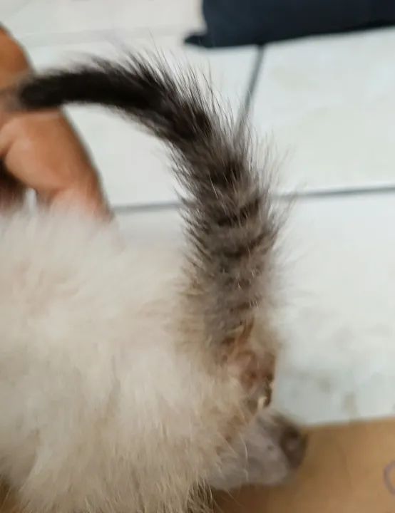 Gata filhote disponível pra adoção  - Foto 4