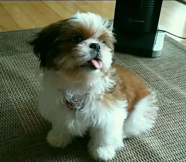 Shih tzu companheiro leal