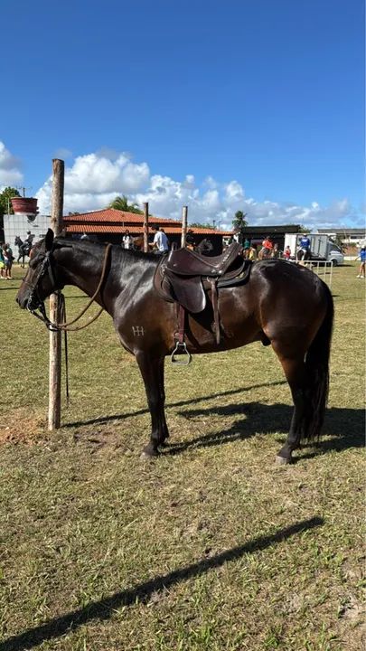 Cavalo Mangalarga Marchador Registrado Definitivo  - Foto 3