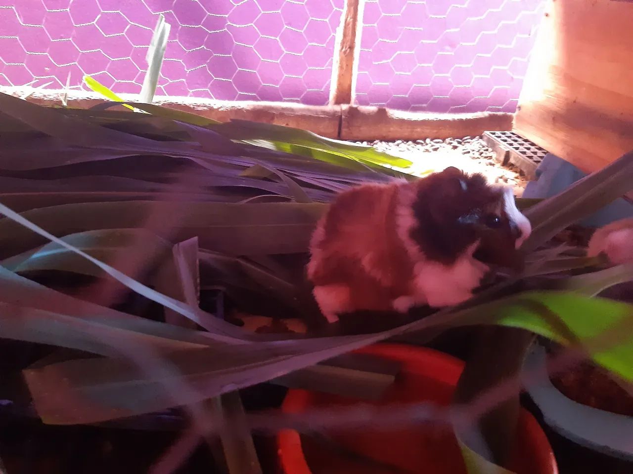 Porquinho da india  - Foto 3