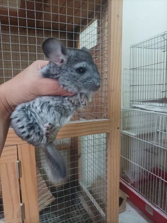 Filhote de chinchila 
