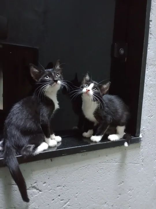 Duas gatinhas fofinhas para adoção responsável.