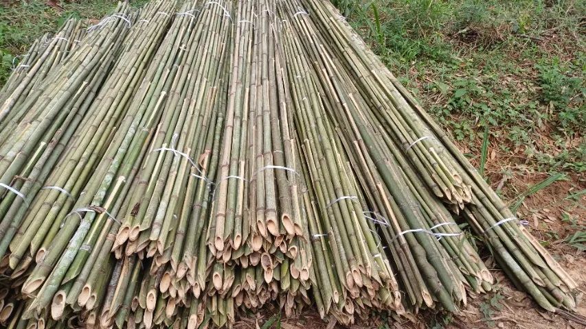 Estaca para plantio de tomate ? - Foto 4