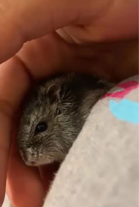 vendo hamster anão russo com terrário e tudo  - Foto 3