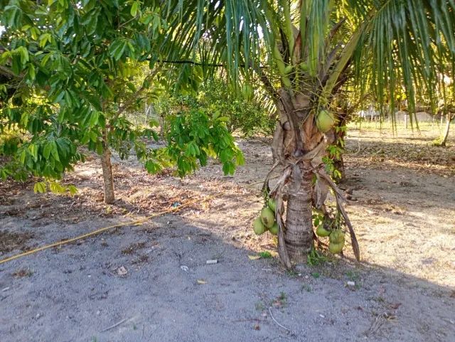 Vendo sitio em santo amaro (sitio camacari) - Foto 5