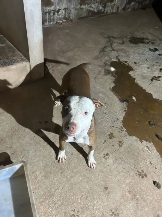 Pitbull filhote disponível para adoção - Foto 2