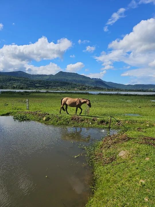 A Neta do famoso BUTIÁ OLODUM Egua Crioulo Registrada e prenha - Foto 3
