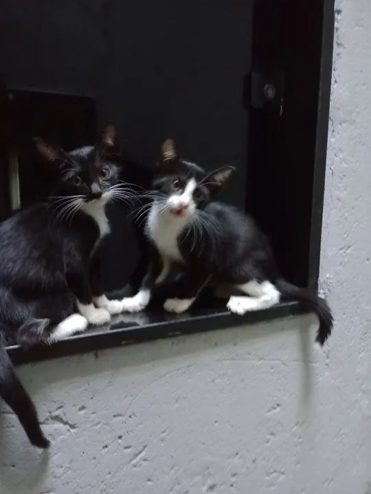 Duas gatinhas fofinhas para adoção responsável. - Foto 2