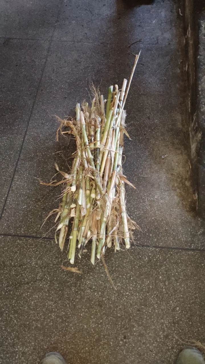 Vende se mudas capim Açu 