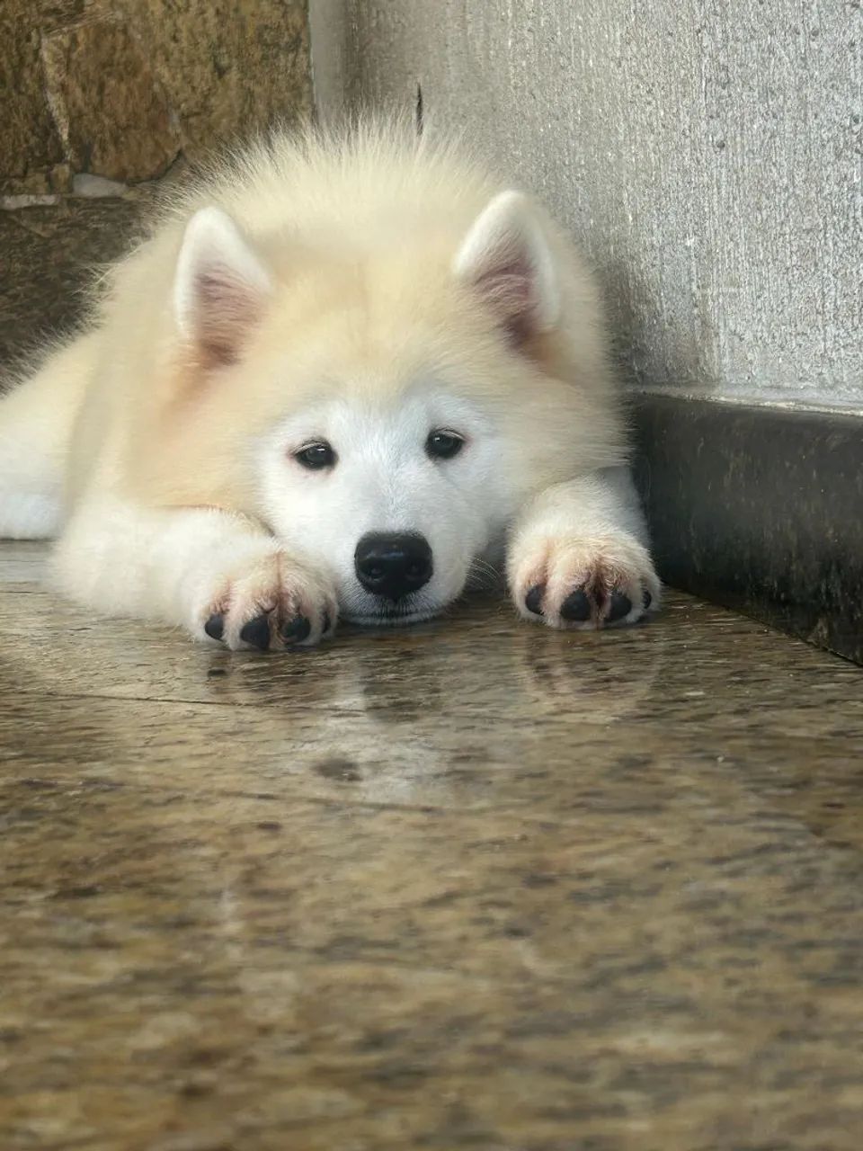 FILHOTE DE SAMOIEDO PROMOÇÃO DA SEMANA - Foto 4