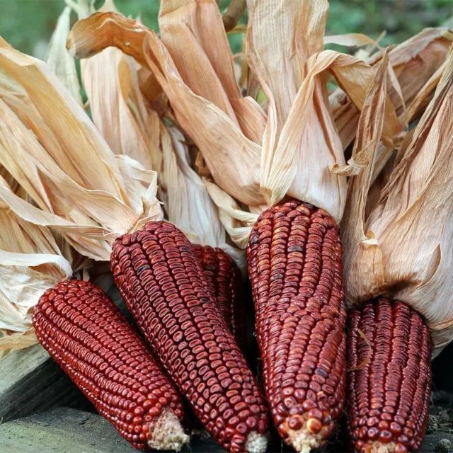 30 Sementes de Milho Vermelho Crioulo Para o Plantio / Sementes Raras