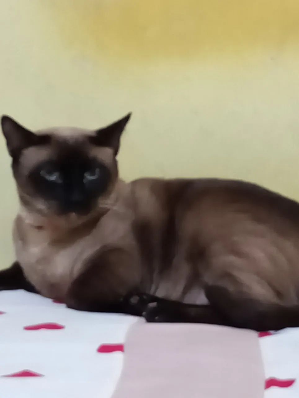 Gata Siamês para Adoção