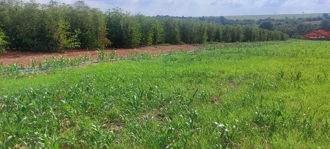 Fazenda de café em abadia dourados  - Foto 5