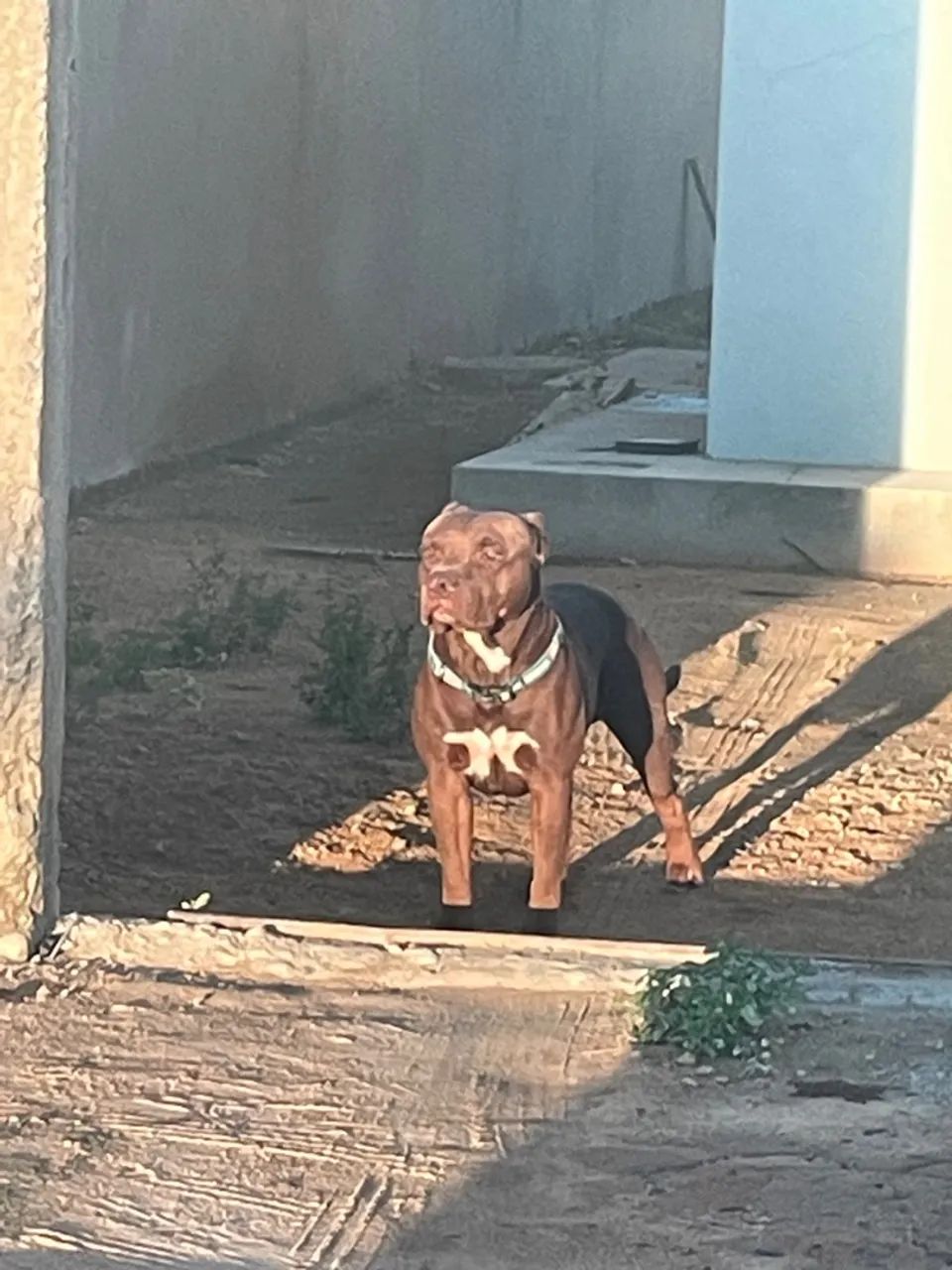 Procura de uma fêmea pra cruzar