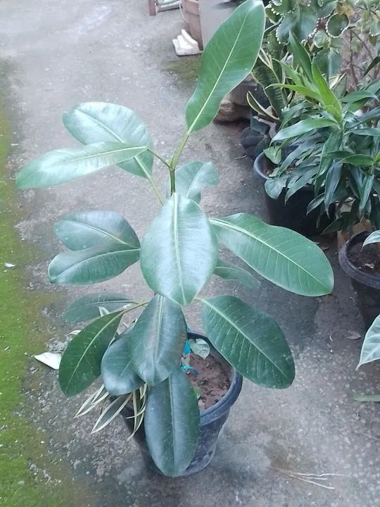 Plantas a partir de R$ 20.00 Cacto e Plantas para sua Casa - Foto 3