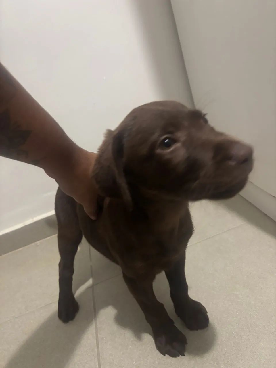 Filhote Labrador C/PEDIGREE Fêmea  - Foto 2