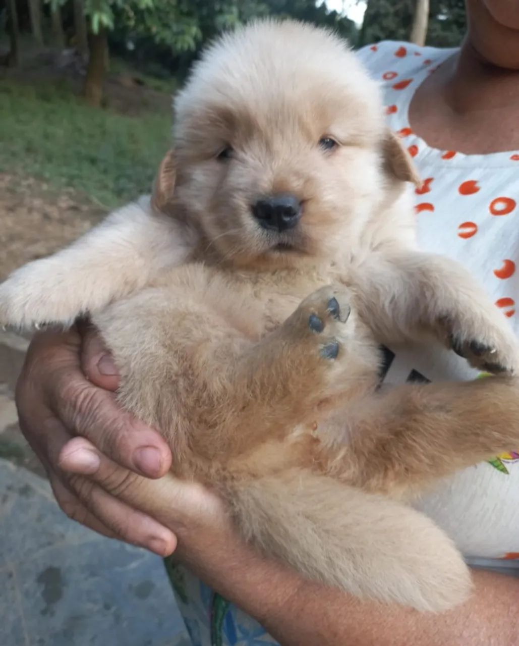 Golden retriever fêmea padrão europeu 