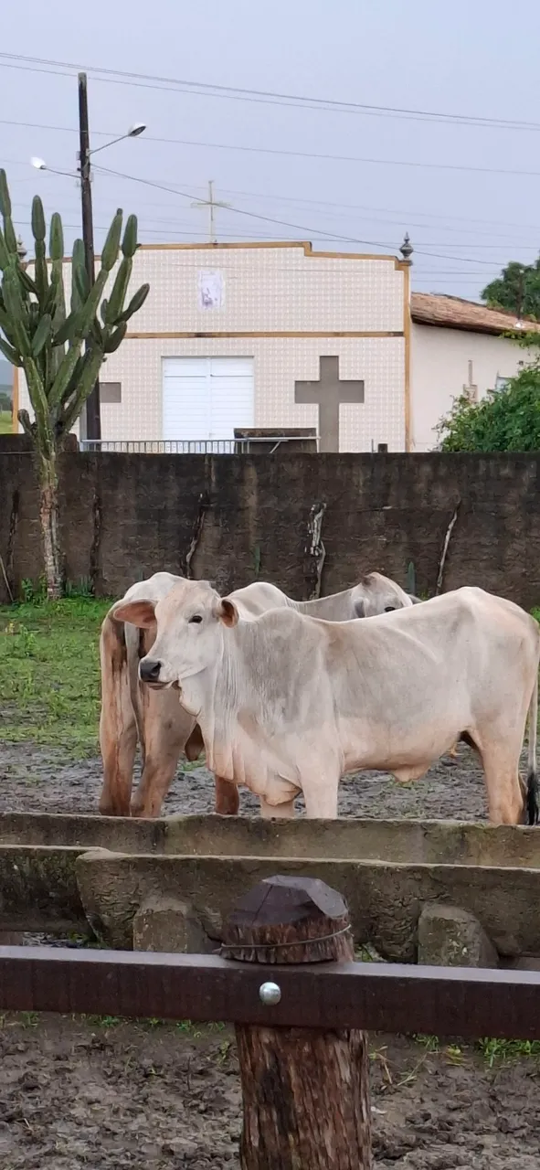 Novilhas Nelore para Criação
