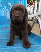 Labrador linhagem campeã 