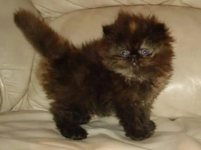 Filhotes de gatinho persa aguardando um lar  - Foto 3