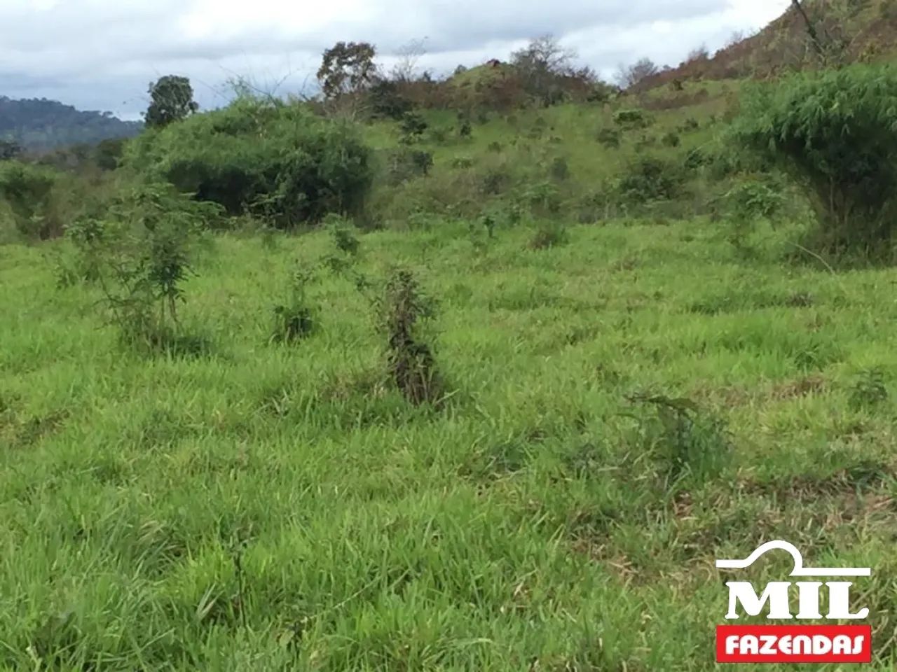 Fazenda em Confresa-MT. . 505 Alq. (2.444 Há) - Foto 5