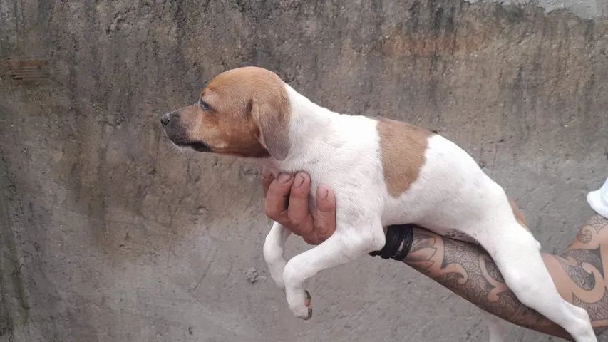 Pets64651356630146120