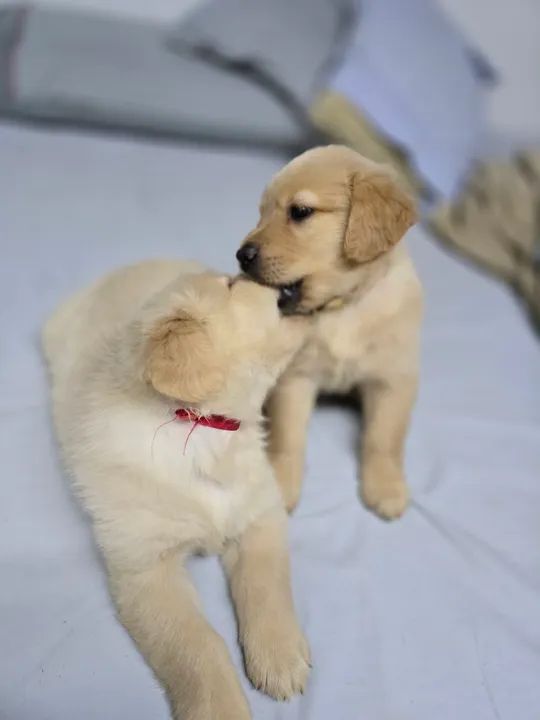 FEMEA golden retriever 100% puro com pedegree - Foto 3