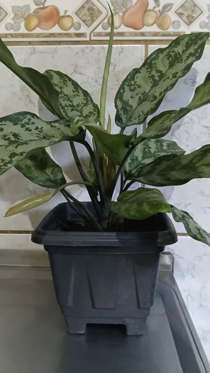 Plantas  - Foto 2