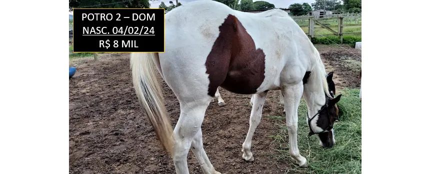Paint Horse - Cavalo - Foto 2