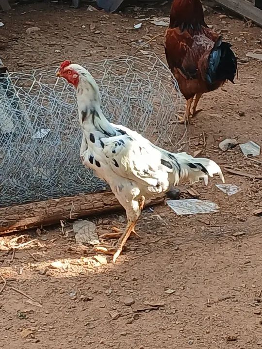 Frangos jovens - Foto 3