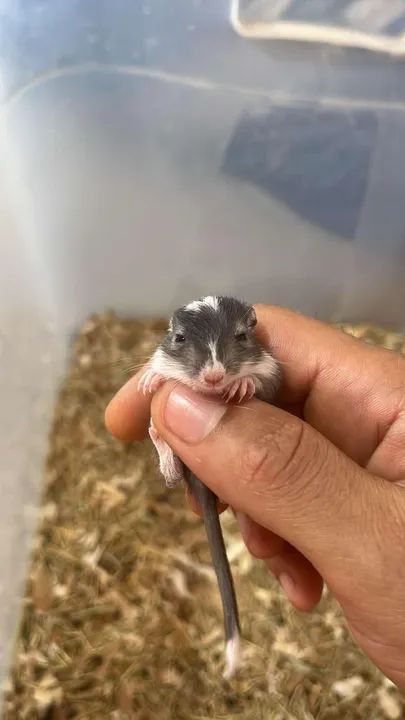 Filhotes de gerbil - Foto 3