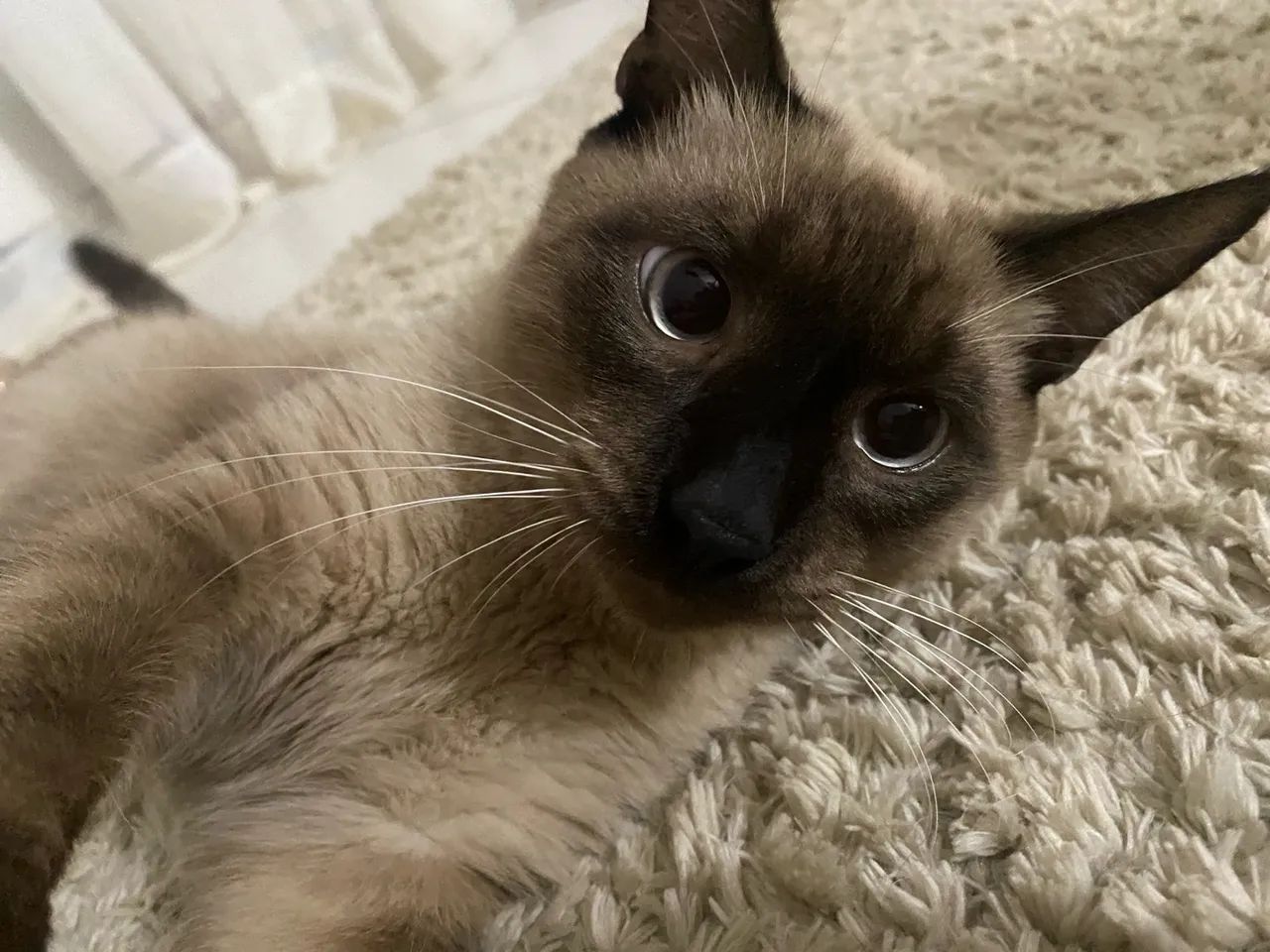 ADOÇAO RESPONSAVEL - Foto 2