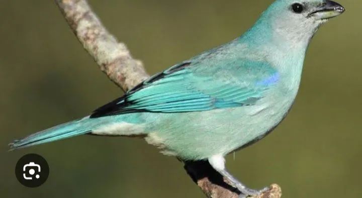 Exemplares a venda - Foto 2