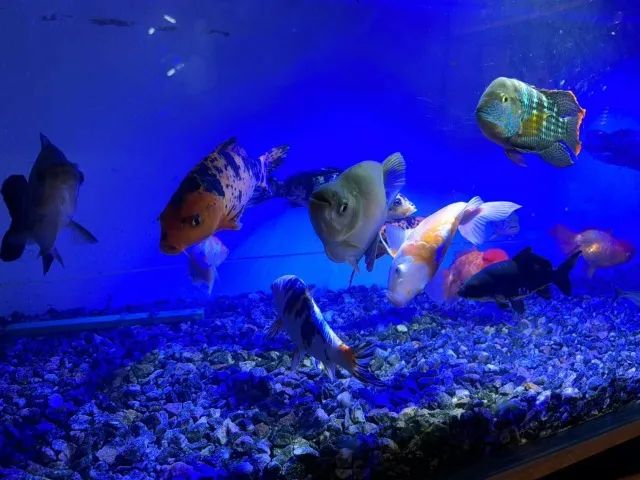 Consertos e Reformas de Aquários e Lagos Ornamentais - Foto 3