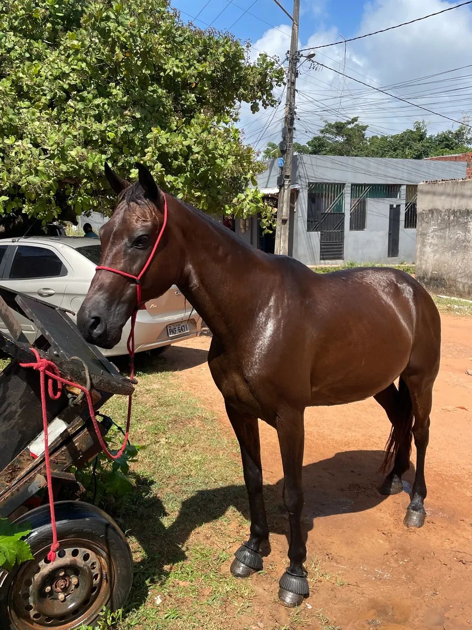 Cavalo mangalarga/quarto de milha  - Foto 2