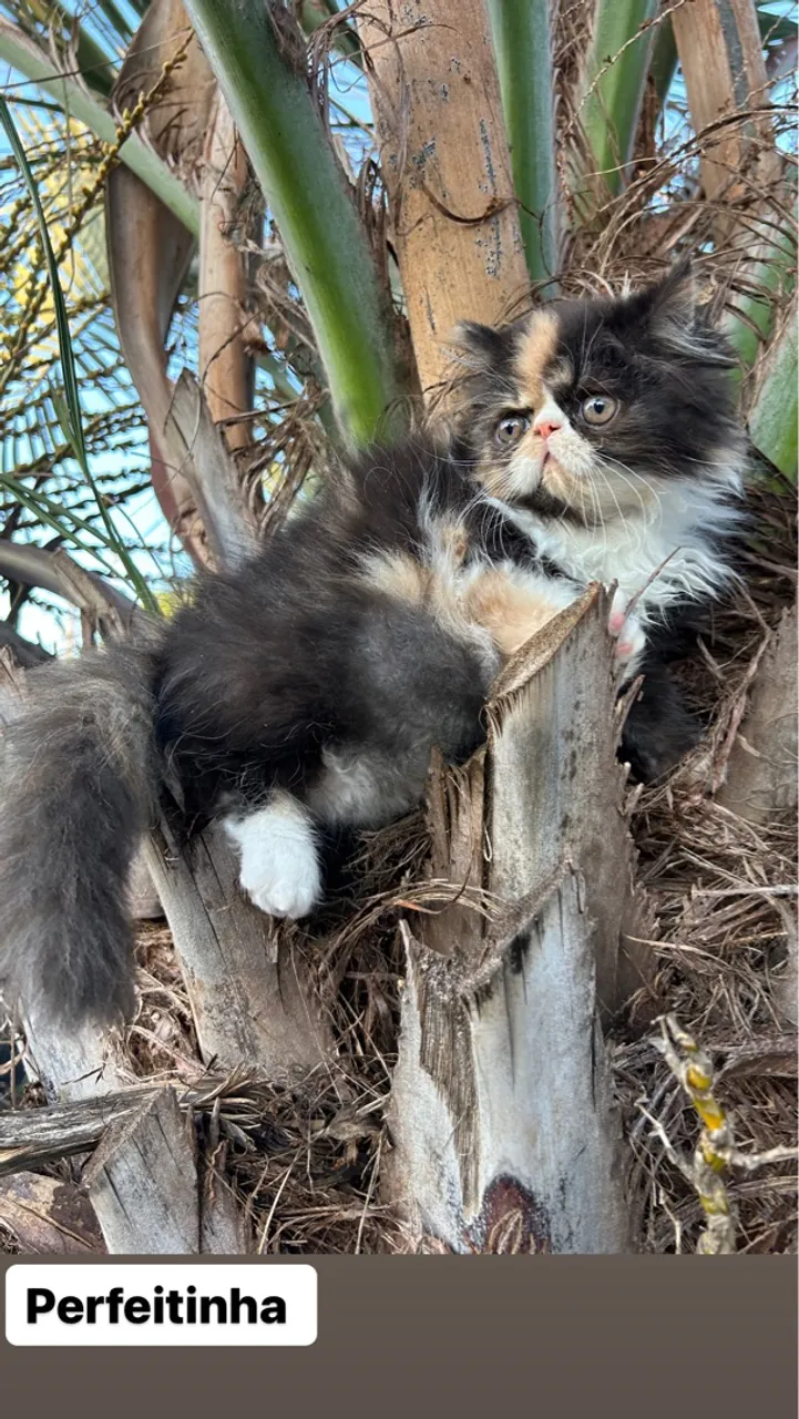 Linda gata tricolor 