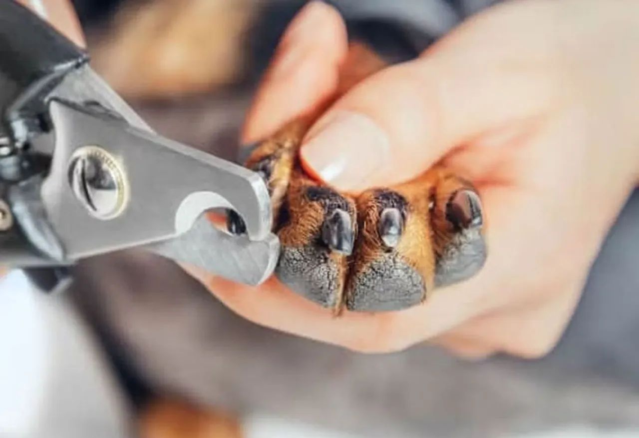 Alicate cortador com lixa para Unhas de Gato e cachorro - Foto 5