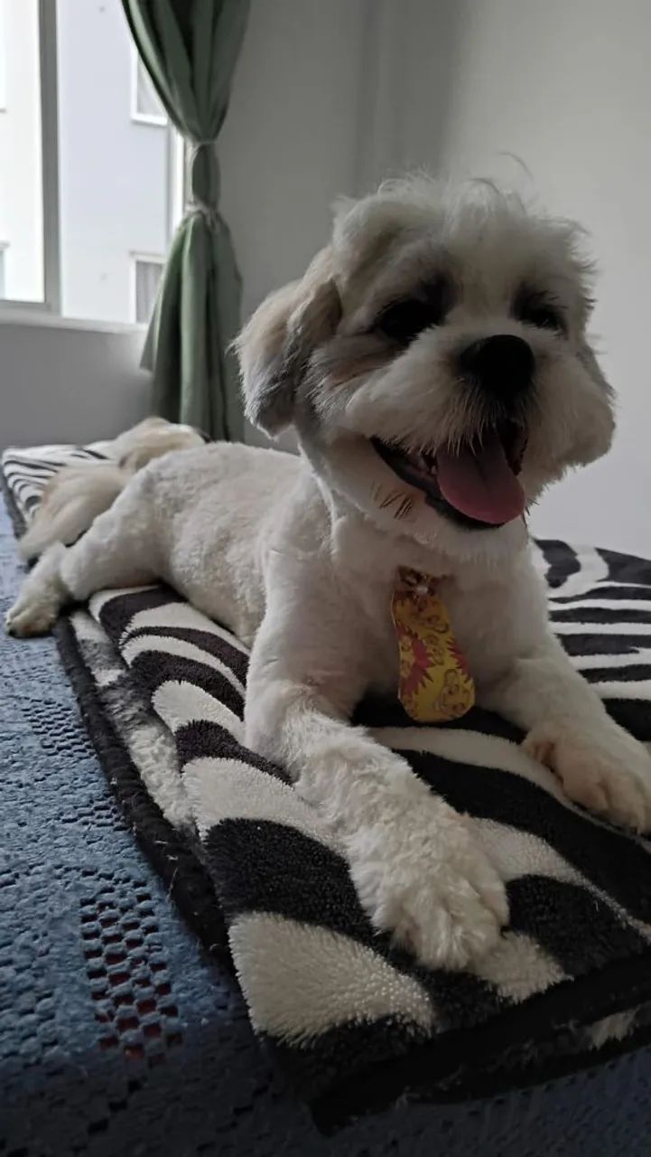 Doação de Shitzu macho para pessoa responsável que tenha terreno 