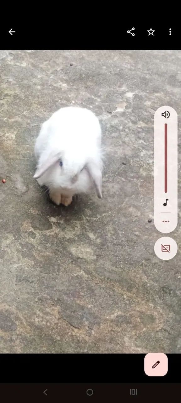 Coelhinho branco fofo