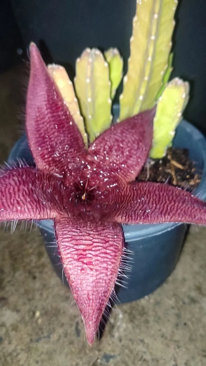 Cacto estrela - florido