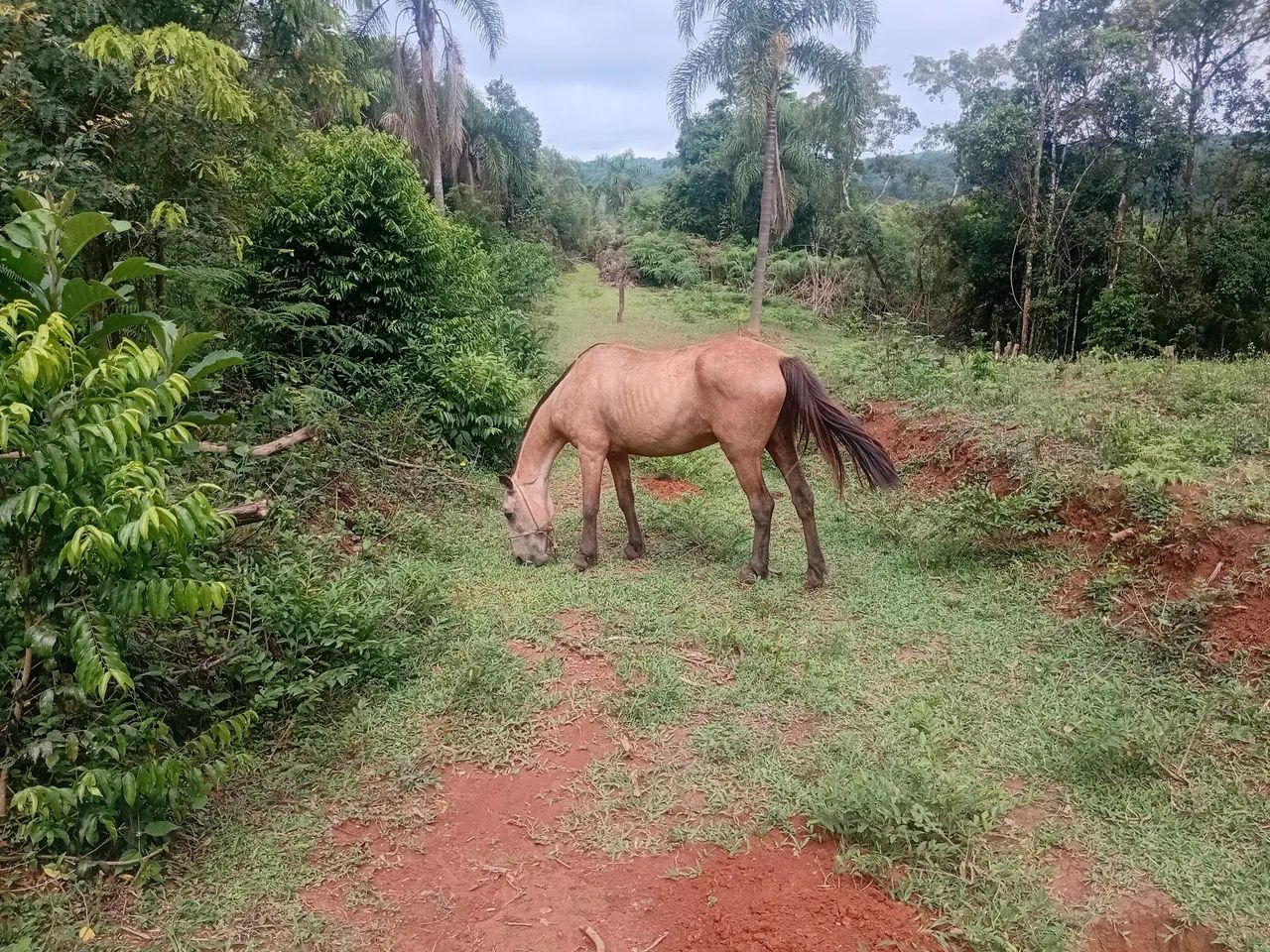 Animal raridade na nossa região  - Foto 2