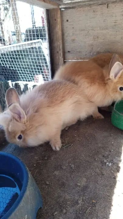 Mini coelhos a venda  - Foto 3