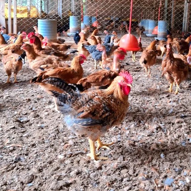 Frango / galinha caipira vivo