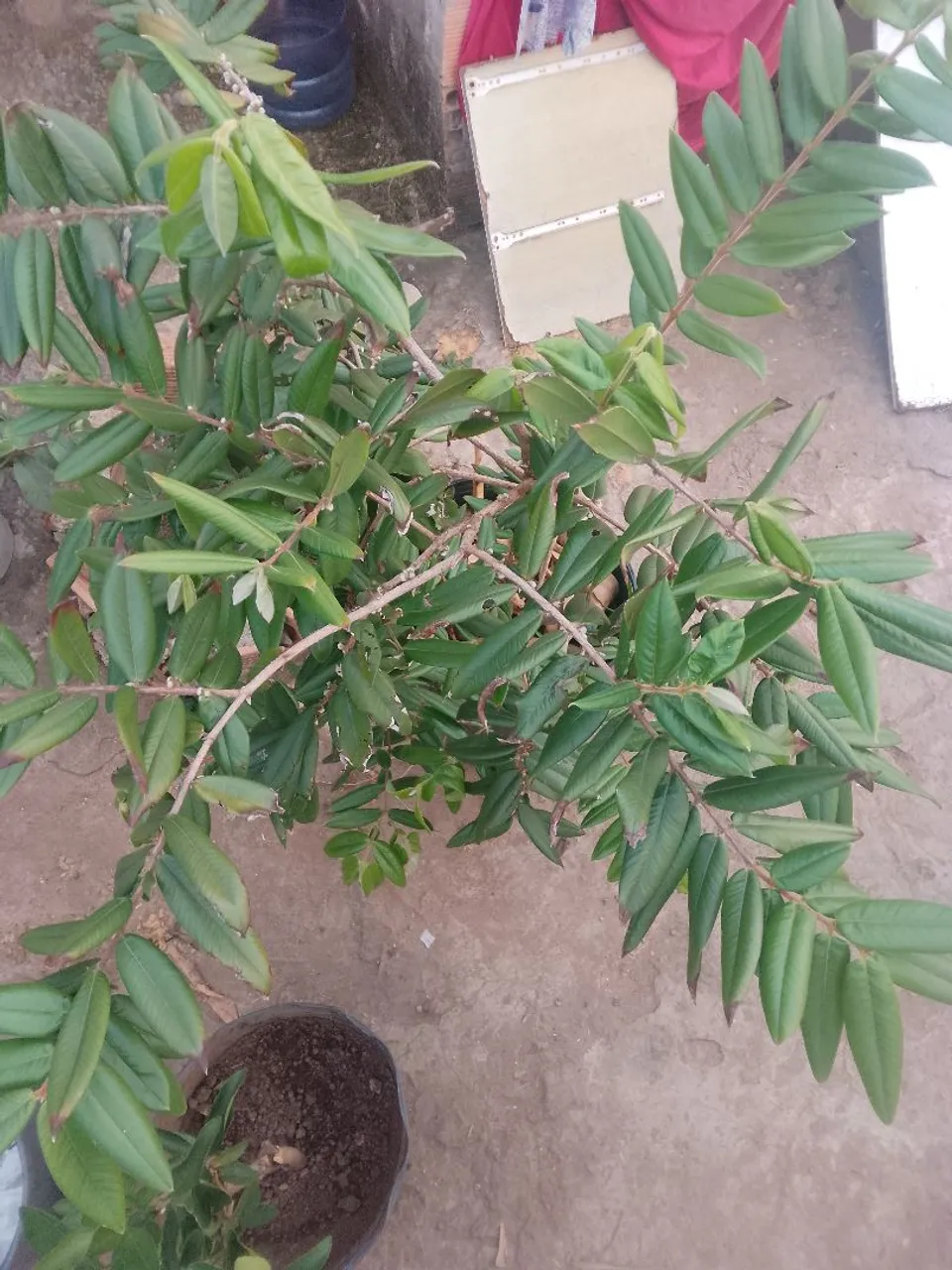 5 frutíferas adultas em vaso 25 litros