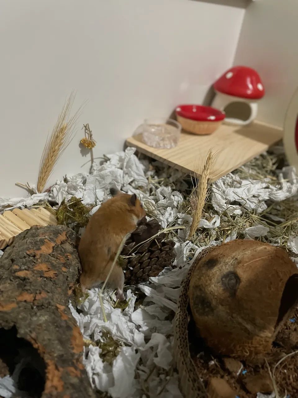 Terrário para hamster - Foto 4