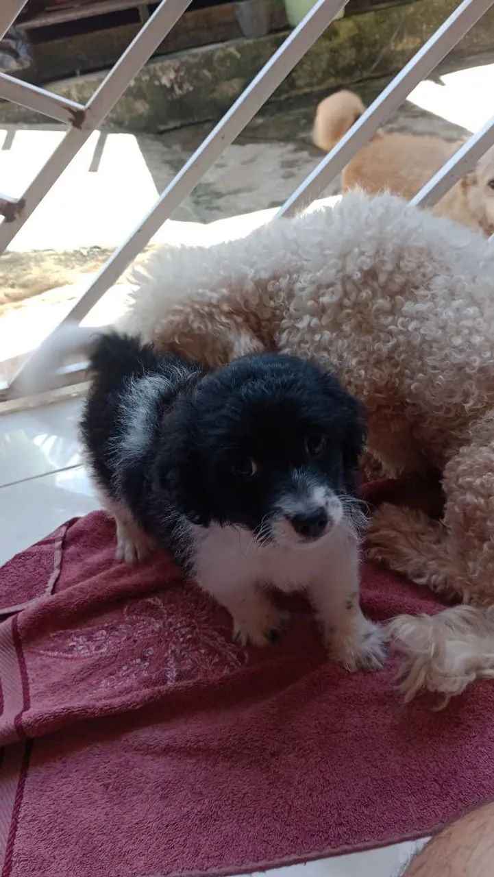 Filhotes de Cachorro - Lindos e Carinhosos - Foto 5